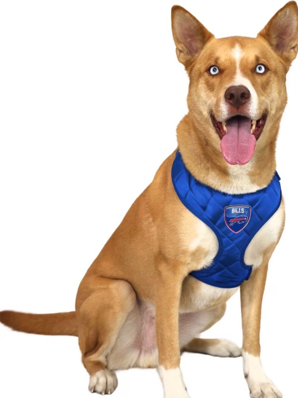 Buffalo Bills Dog Harness - Picture 3 of 3